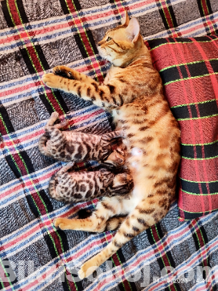 Bengal Cat Male Famle Kitten